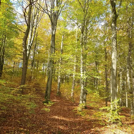 Apartament Lausebuche Im Sauerland